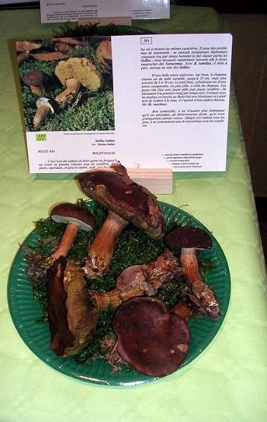 Expo champignons a St Leger 19